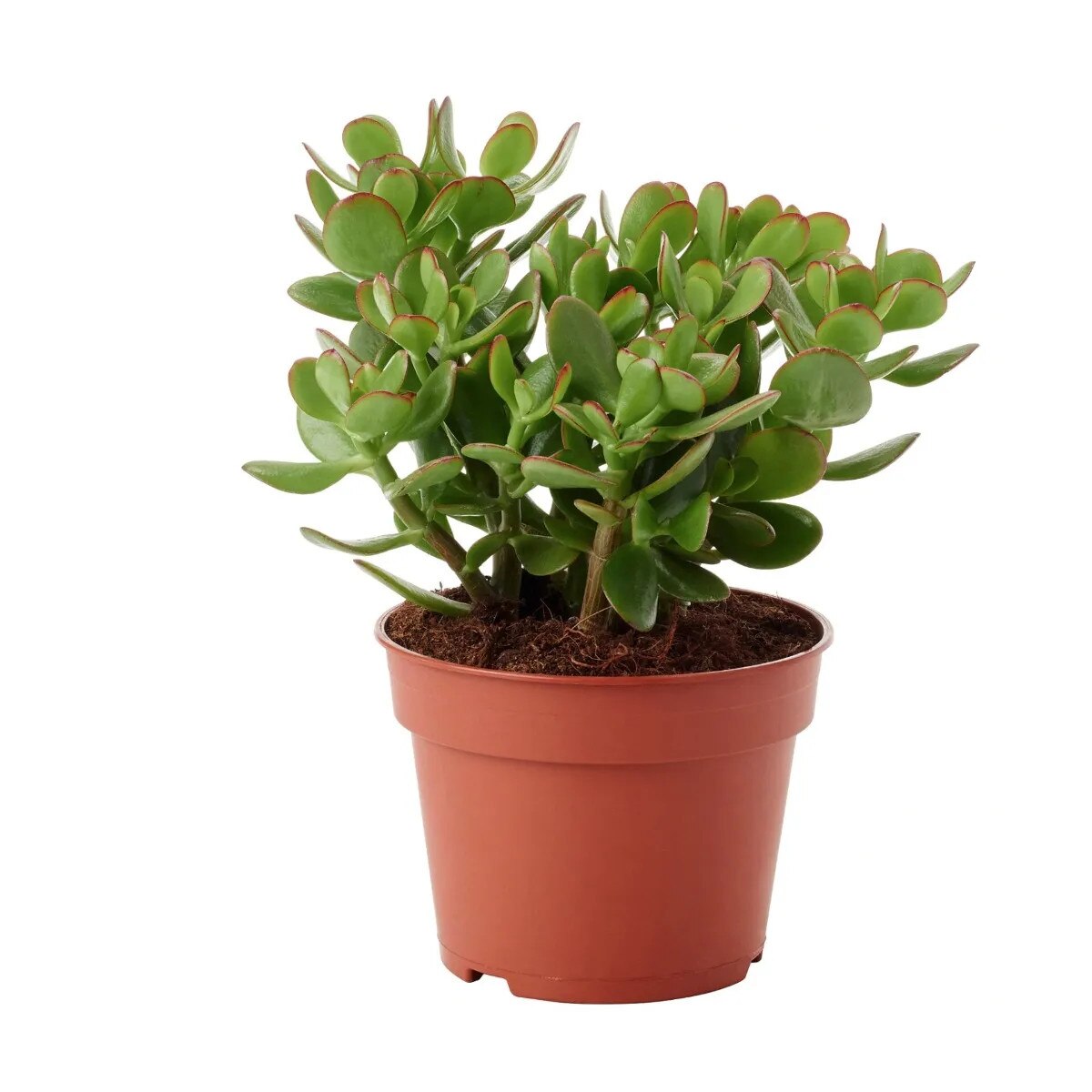 Arborele de Jad Norocos Crassula Ovata
