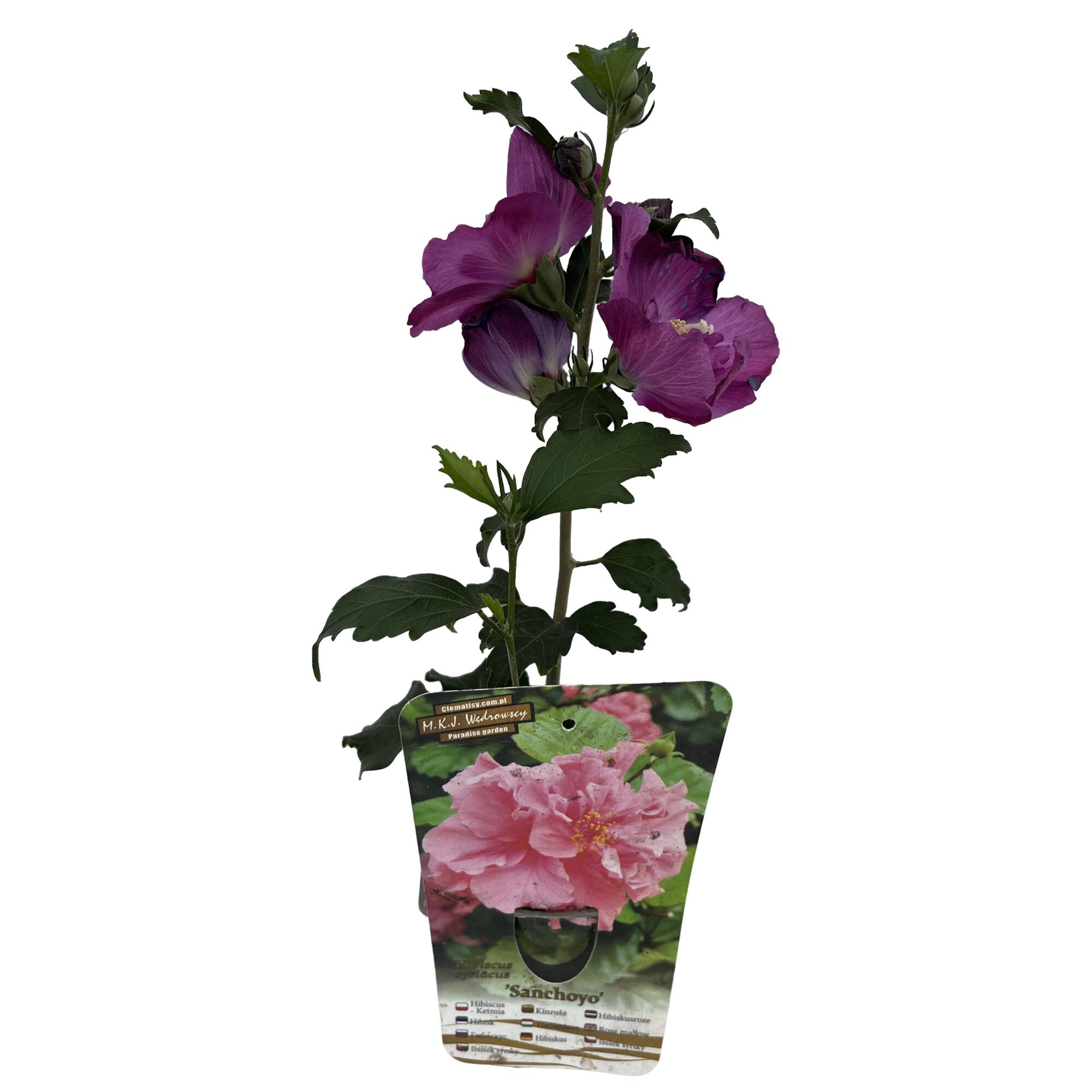 Hibiscus Sirian Sanchoyo