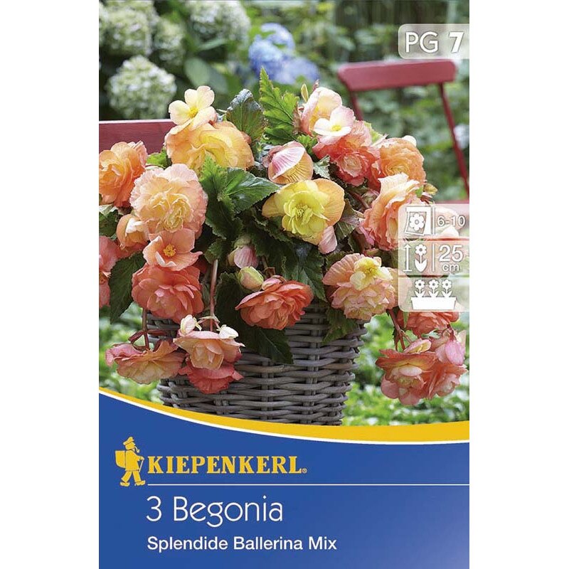 Begonia curgatoare Splendid Mix