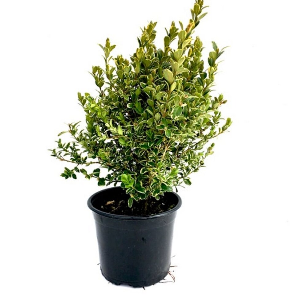 Buxus Aureovariegata