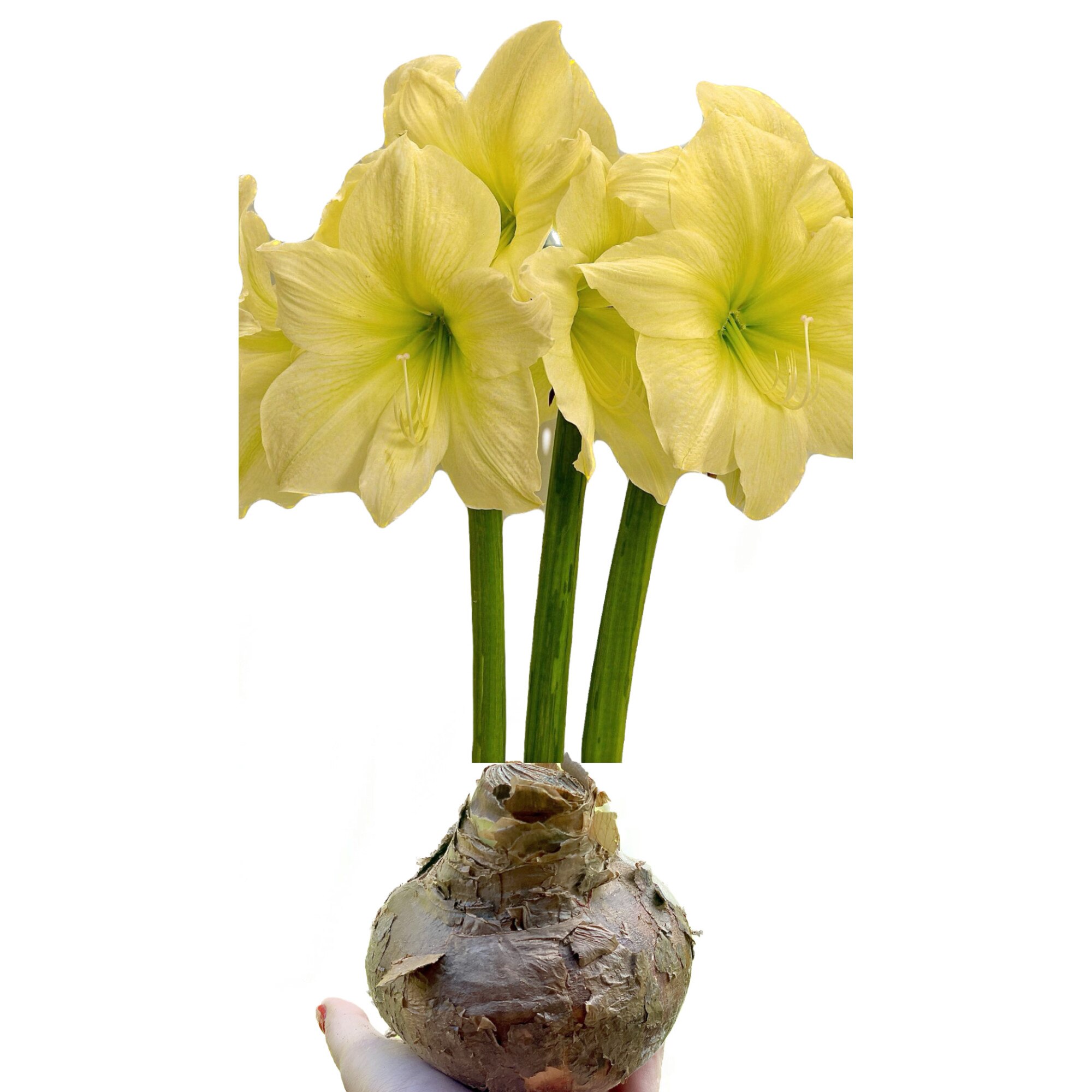 Bulb Amaryllis Lemon Star