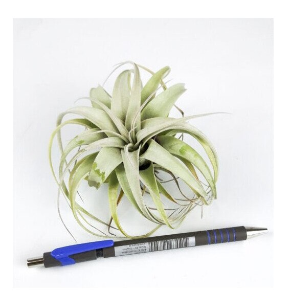 Tillandsia Xerographica Bonsai CORSA