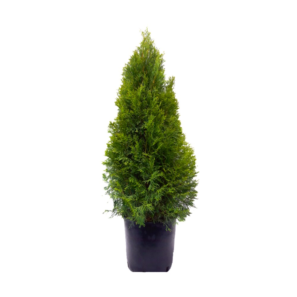 Tuia Smaragd H 80-100 cm
