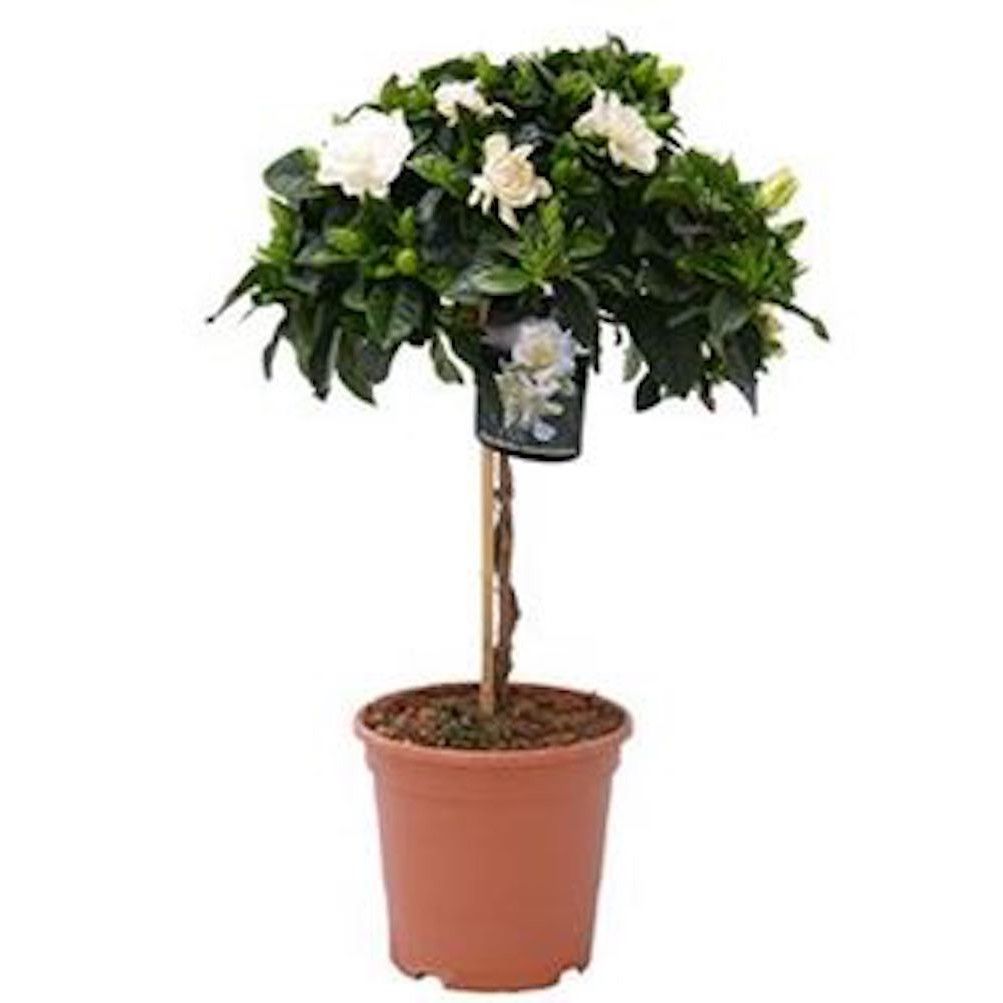 Gardenia Jasminoides H 50 cm