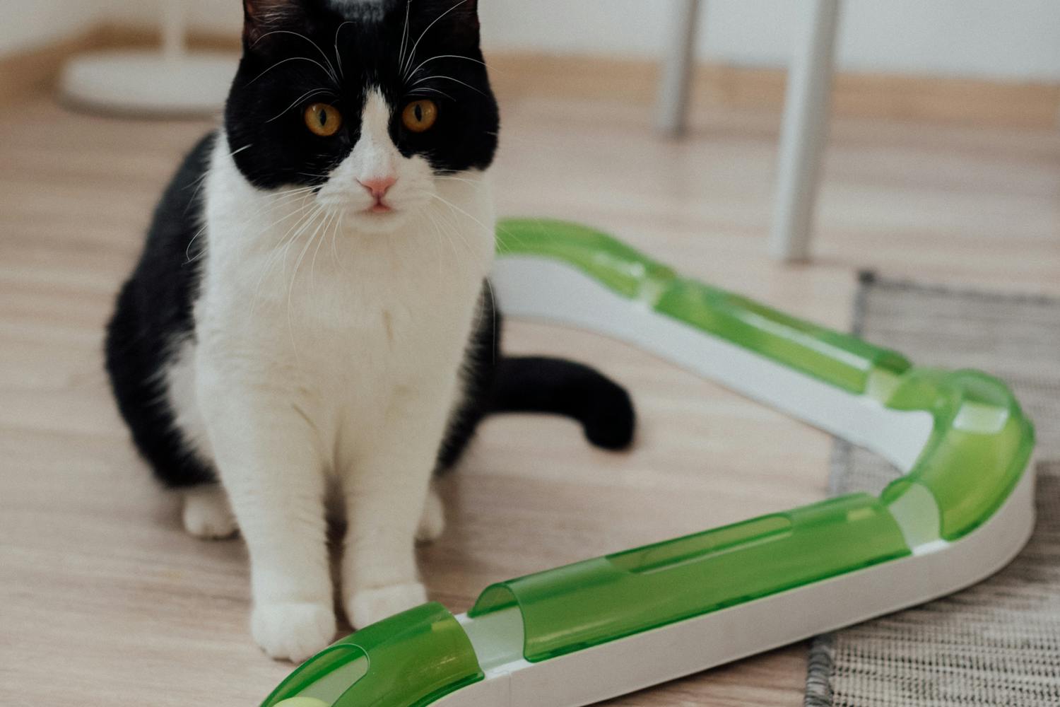 Cea mai buna jucarie interactiva pentru pisici: Ghidul complet — Cea mai buna jucarie interactiva pentru pisici pentru joacă și antrenament