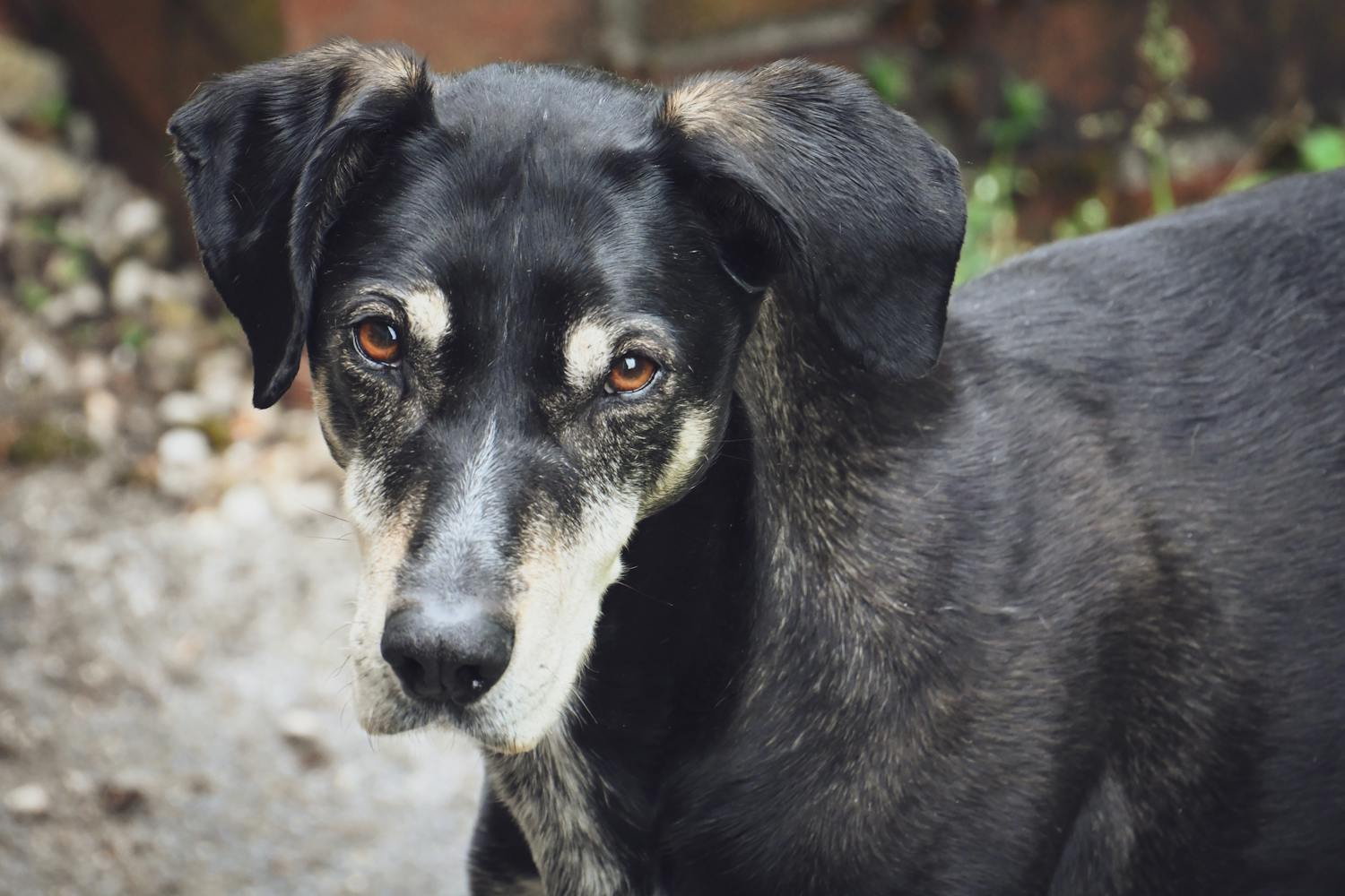 Cele mai bune botnite pentru caini: Ghid complet — Cele mai bune botnite pentru caini pentru siguranță și confort