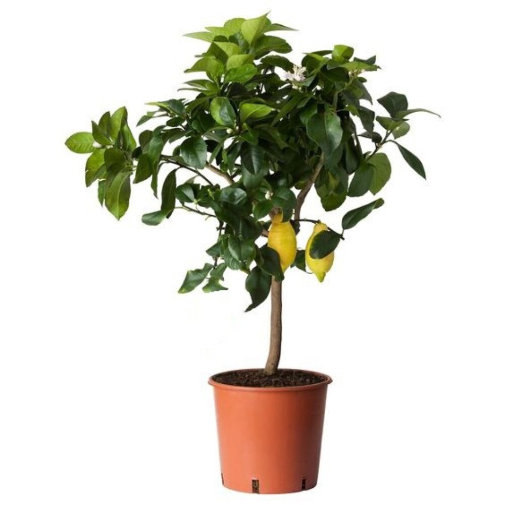 Lamai Citrus Lemon