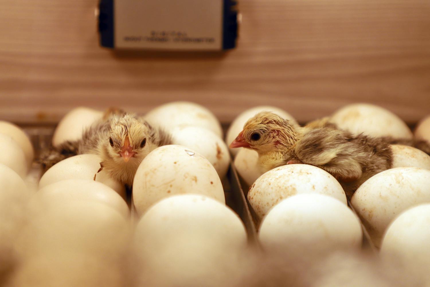 Cel mai bun incubator pentru ouă în 2026