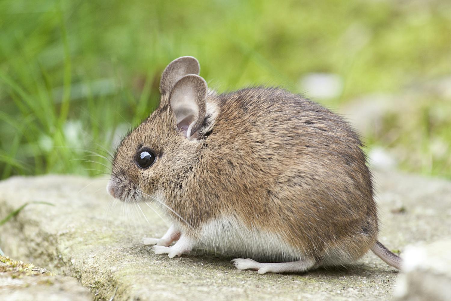 Cel mai bun mouse în 2026