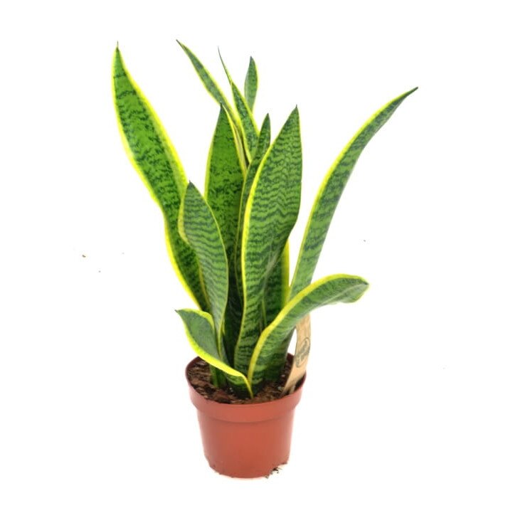 Planta Sansevieria trif. Laurentii Dixiestore 35 cm