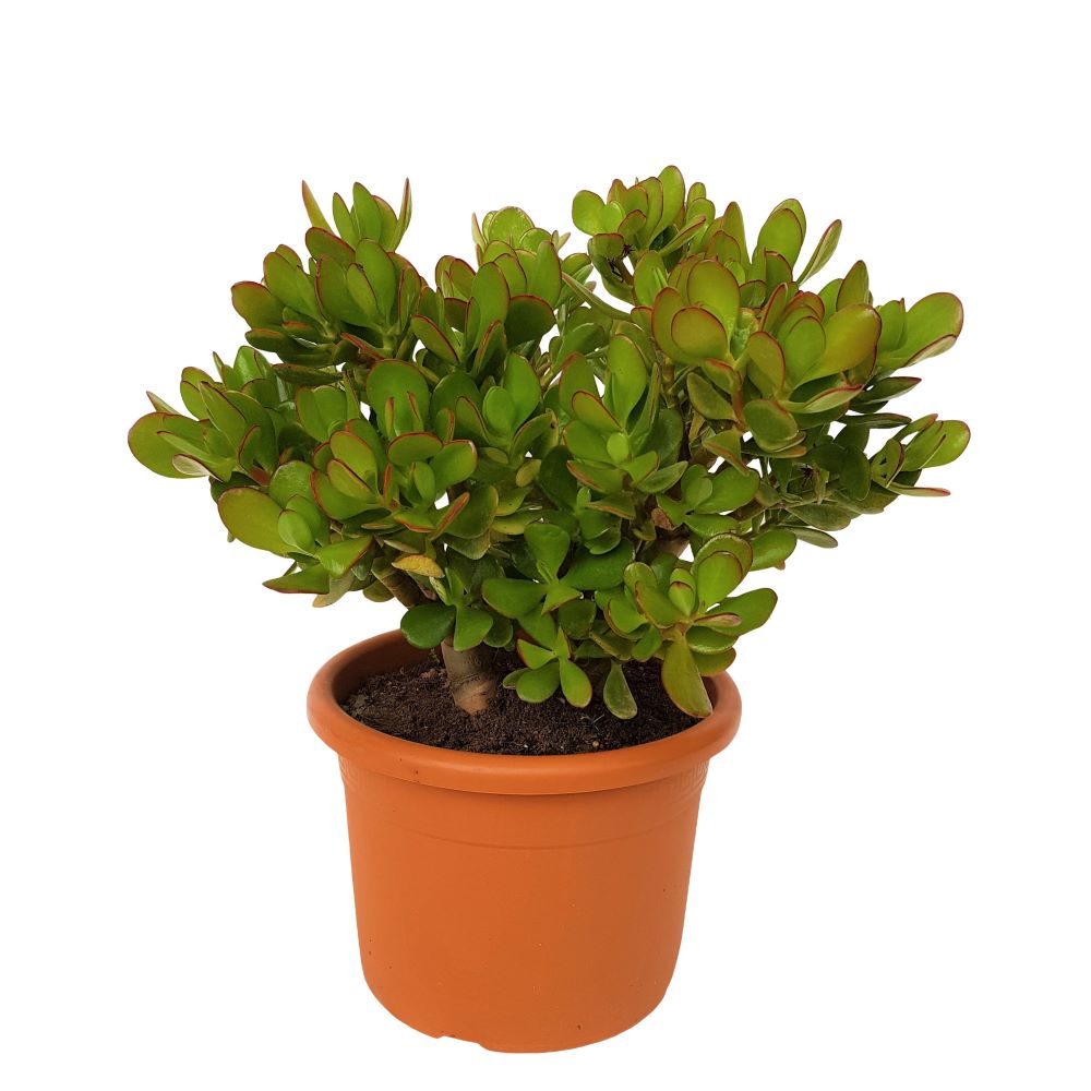 Crassula Ovata Copacul cu bani