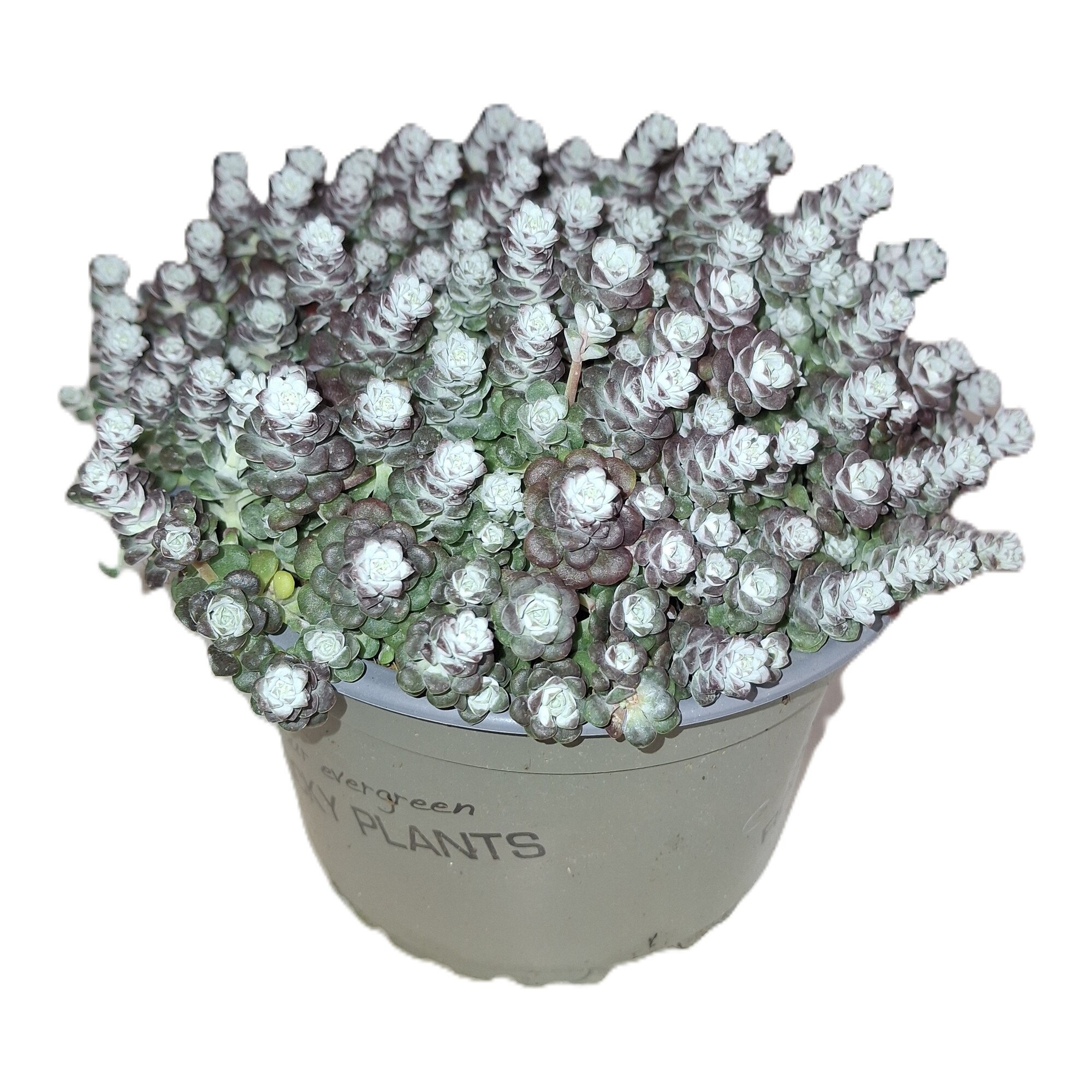 Planta suculenta vesnic verde diametru 13 cm