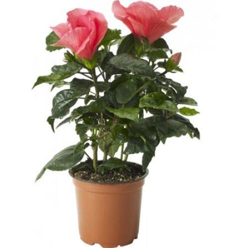 Hibiscus Trandafir Japonez