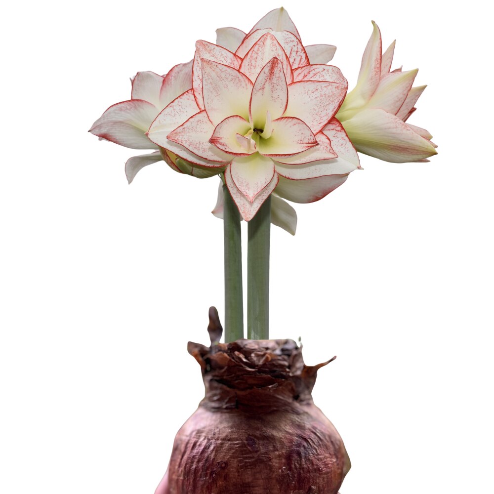 Bulb Amaryllis Tika Star