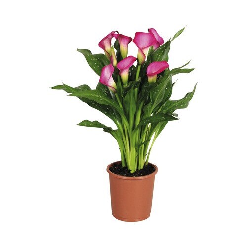 Cala Floraself Zantedeschia Rehmanii