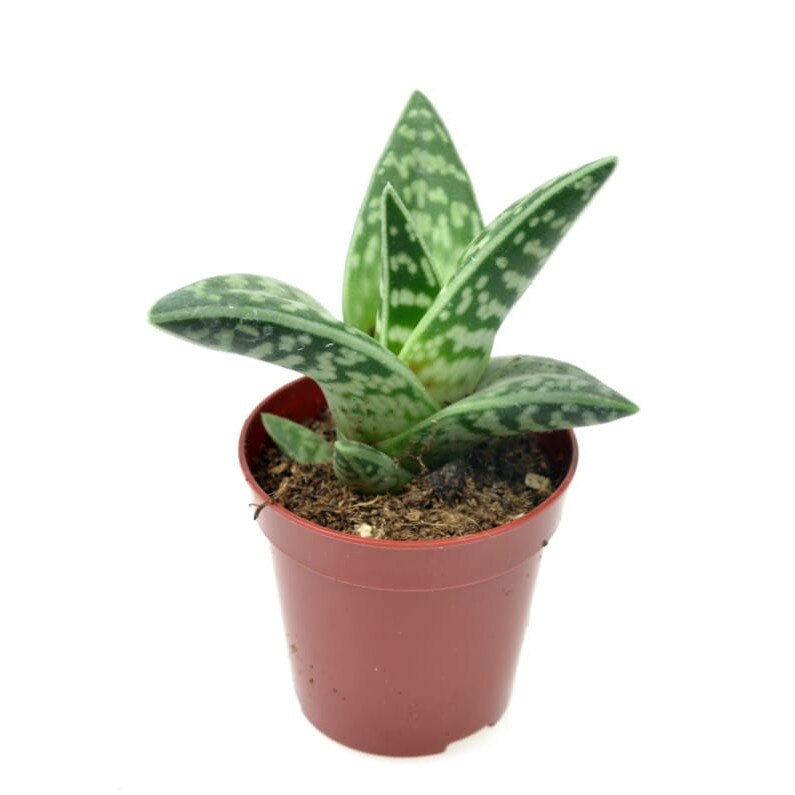Planta naturala Aloe Vargata Dixiestore 11 cm