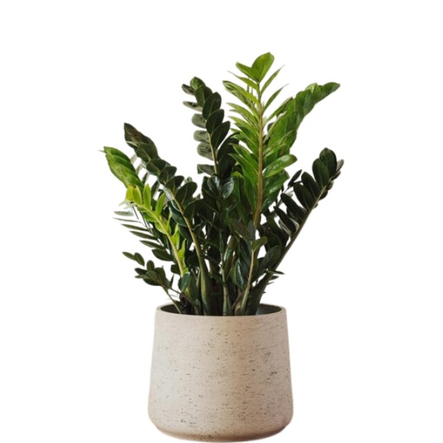 Planta naturala Zamioculcas D12