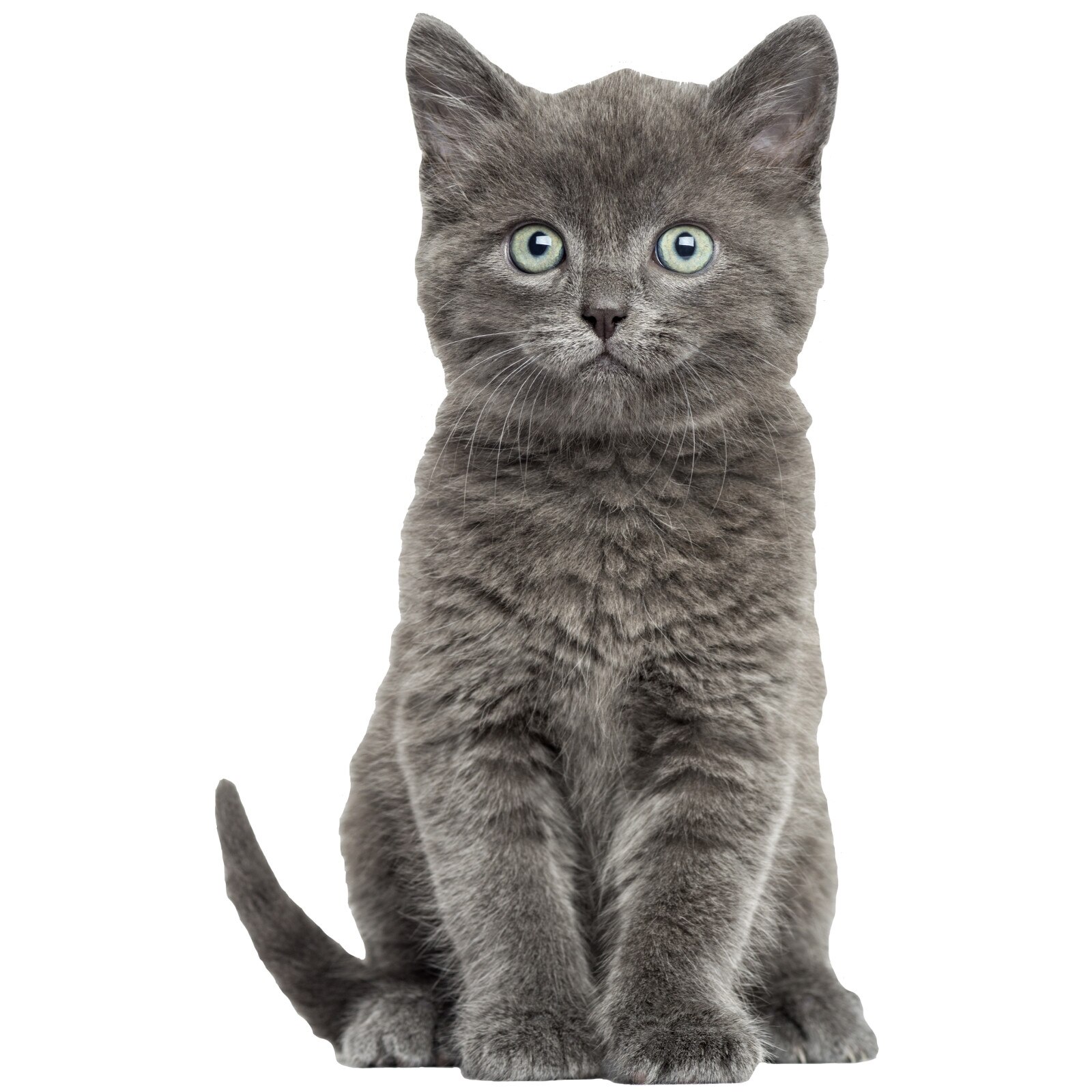 Sticker Pisica British Shorthair