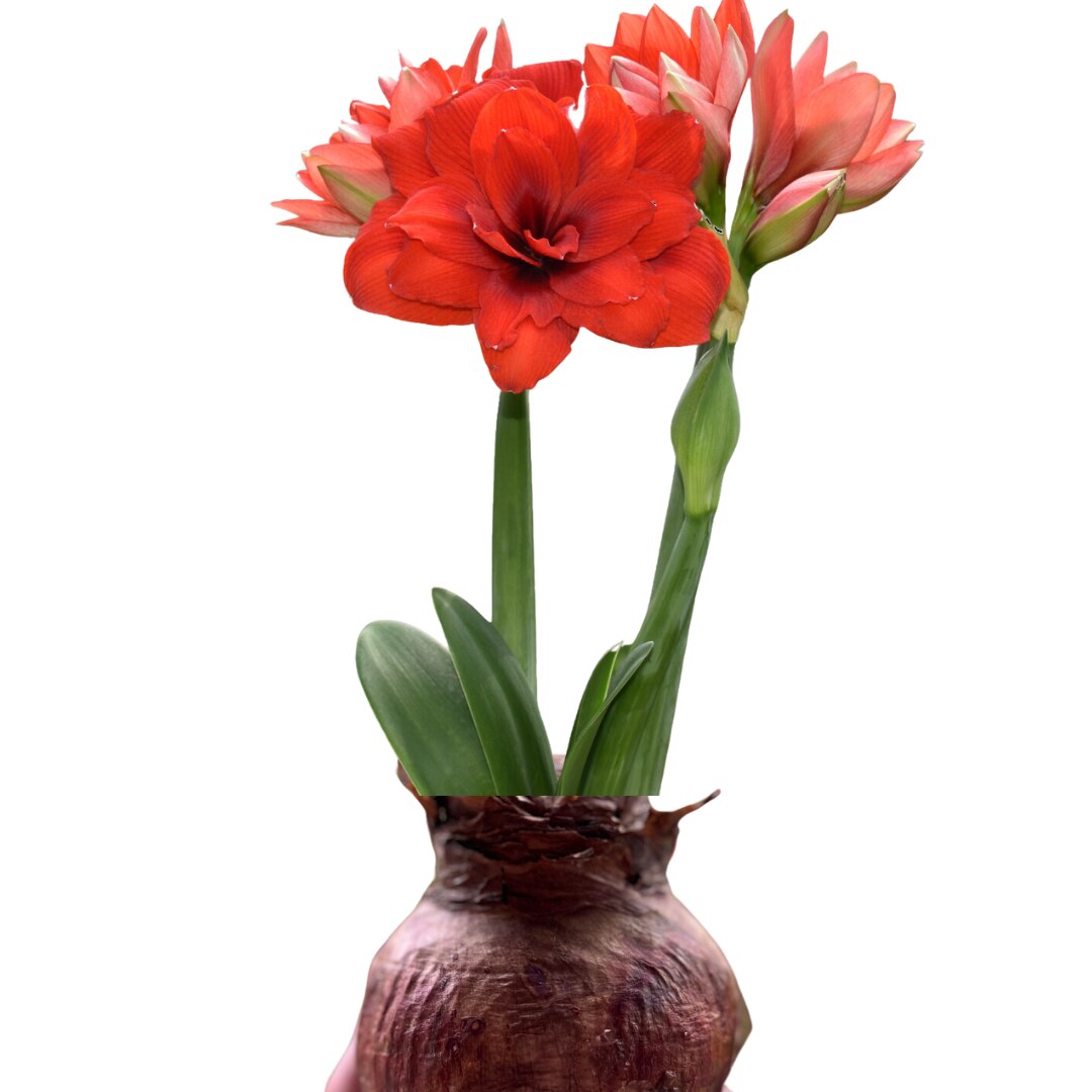 Bulb Amaryllis Tika Dragon
